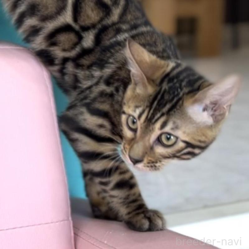 販売中の宮崎県のベンガル-135088の1枚目