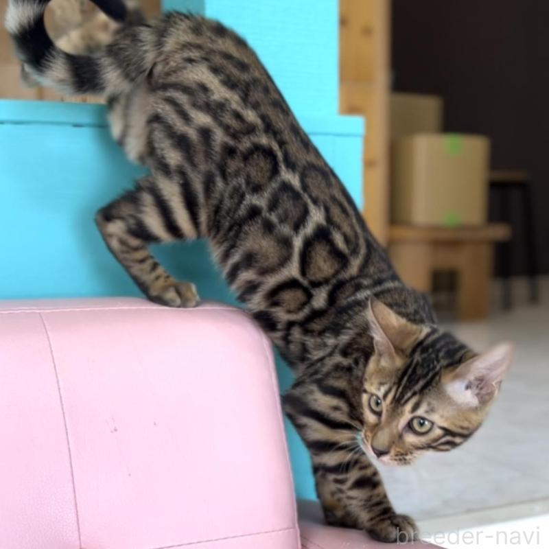 販売中の宮崎県のベンガル-135088の2枚目