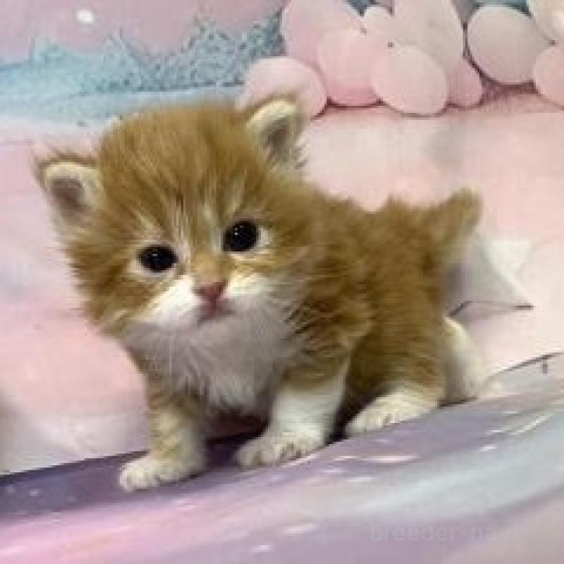 販売中の大阪府のスコティッシュフォールド-135089の6枚目