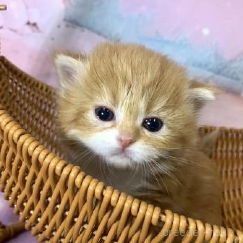 販売中の大阪府のスコティッシュフォールド-135089の5枚目