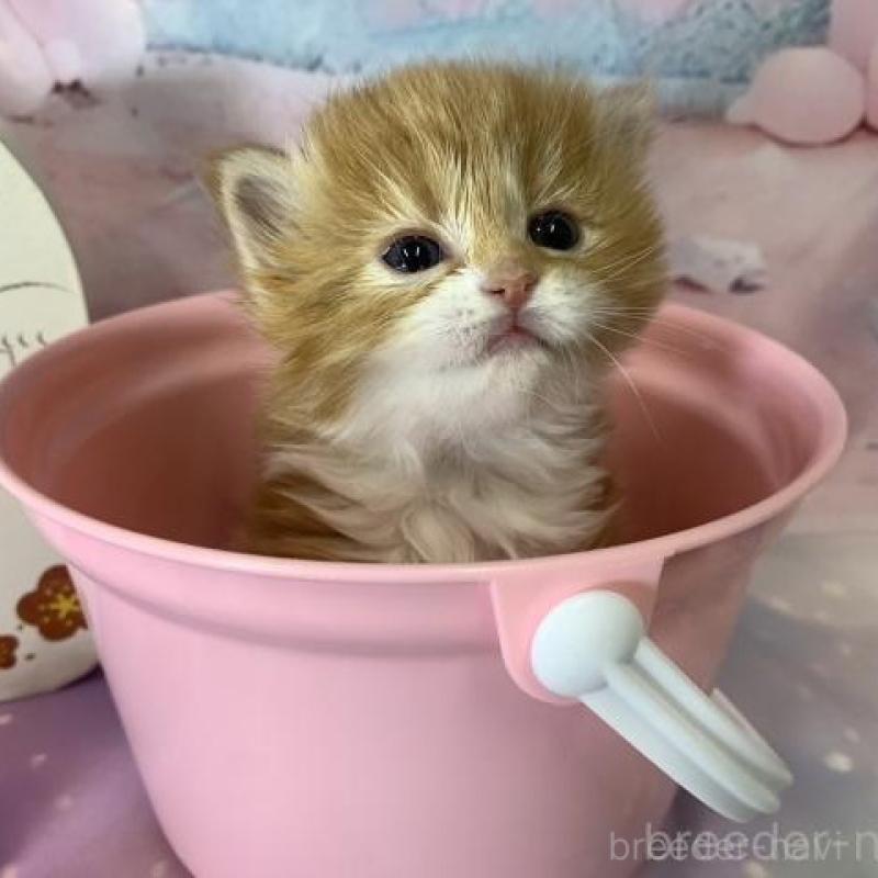 販売中の大阪府のスコティッシュフォールド-135089の4枚目