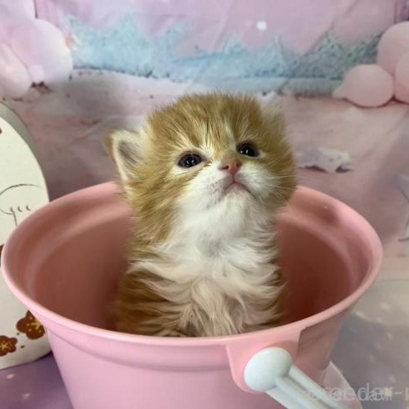 販売中の大阪府のスコティッシュフォールド-135089の3枚目