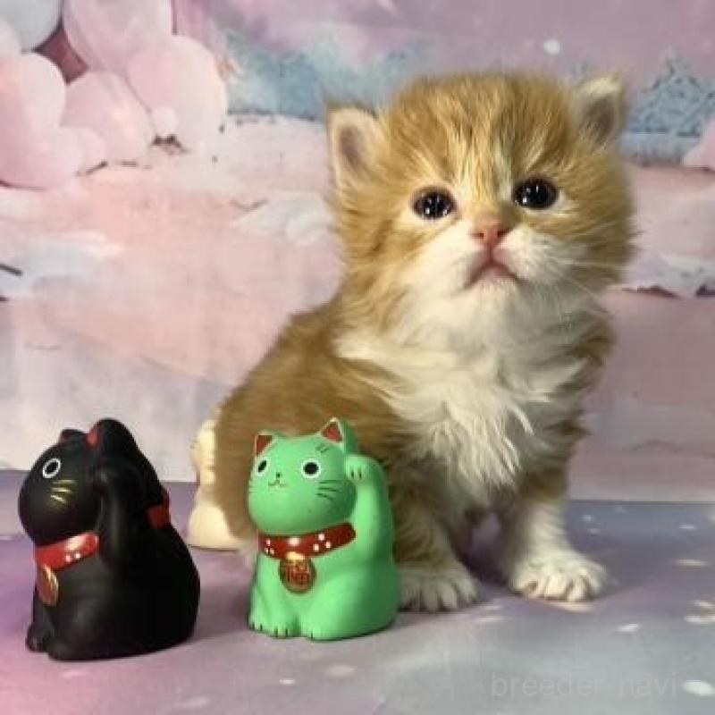 販売中の大阪府のスコティッシュフォールド-135089の2枚目