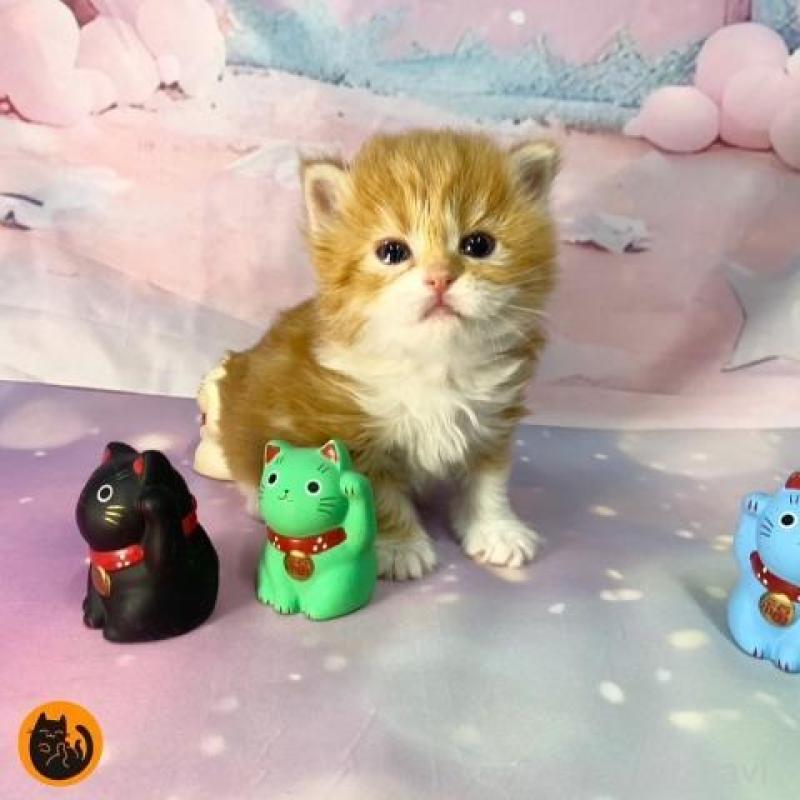 販売中の大阪府のスコティッシュフォールド-135089の1枚目