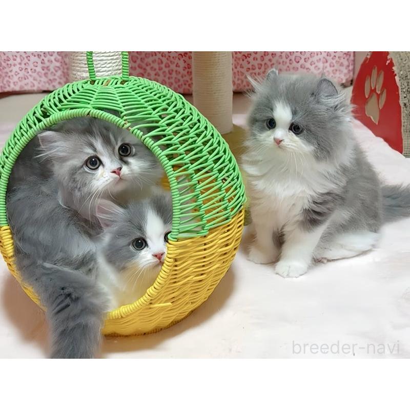 販売中の愛媛県のミヌエット-135090の7枚目