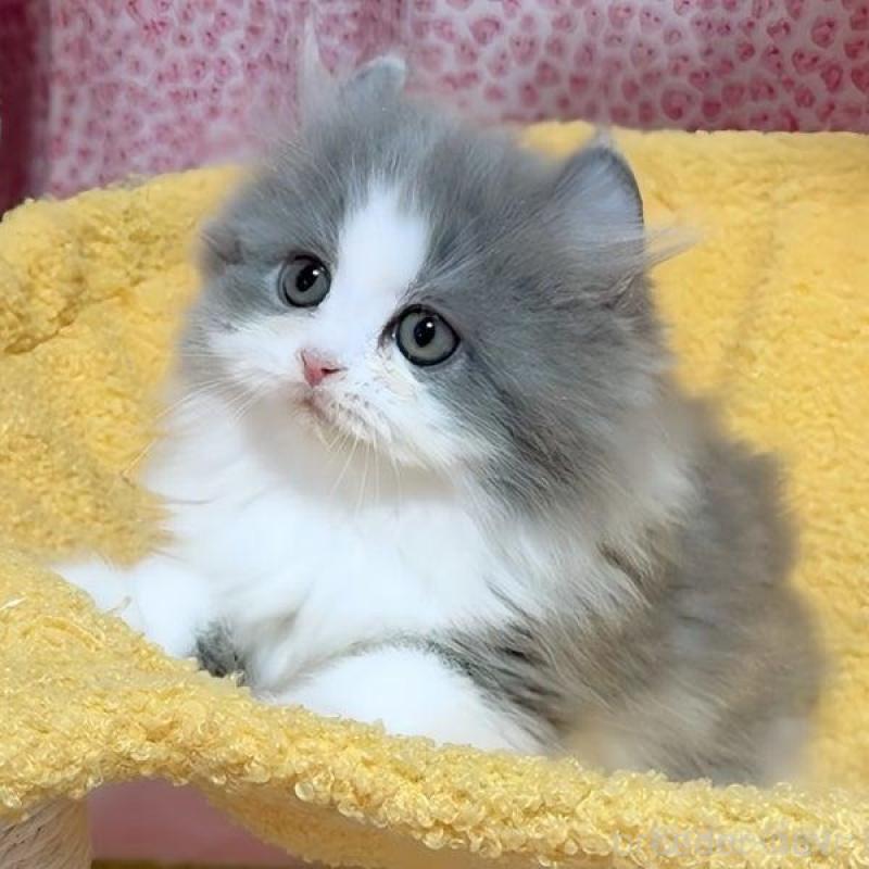 販売中の愛媛県のミヌエット-135090の6枚目