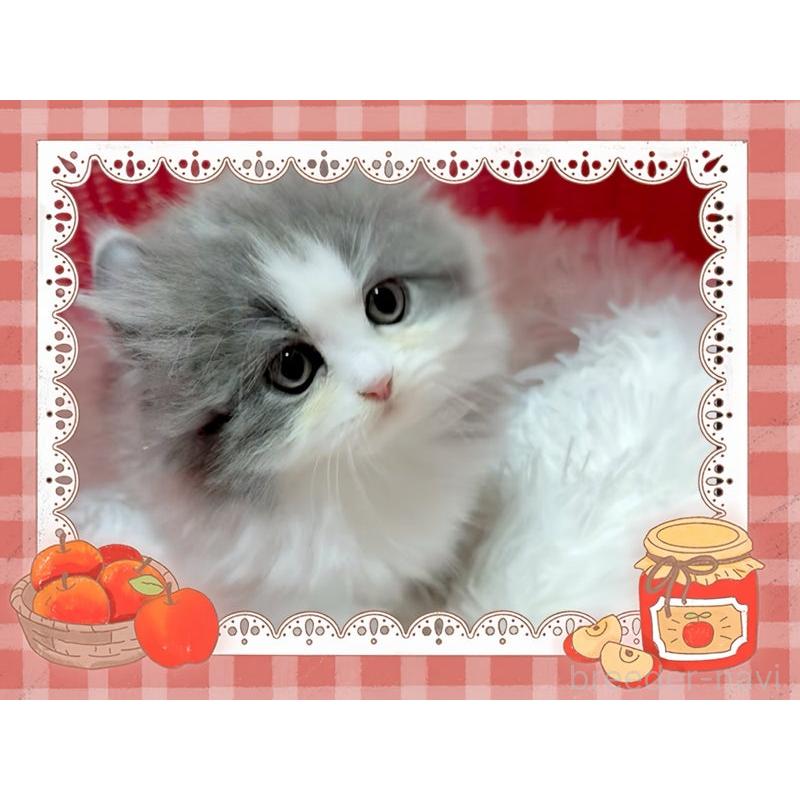 販売中の愛媛県のミヌエット-135090の5枚目