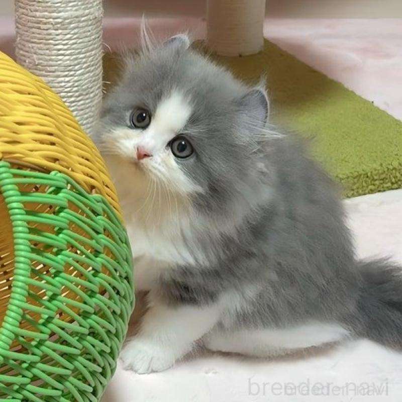 販売中の愛媛県のミヌエット-135090の4枚目