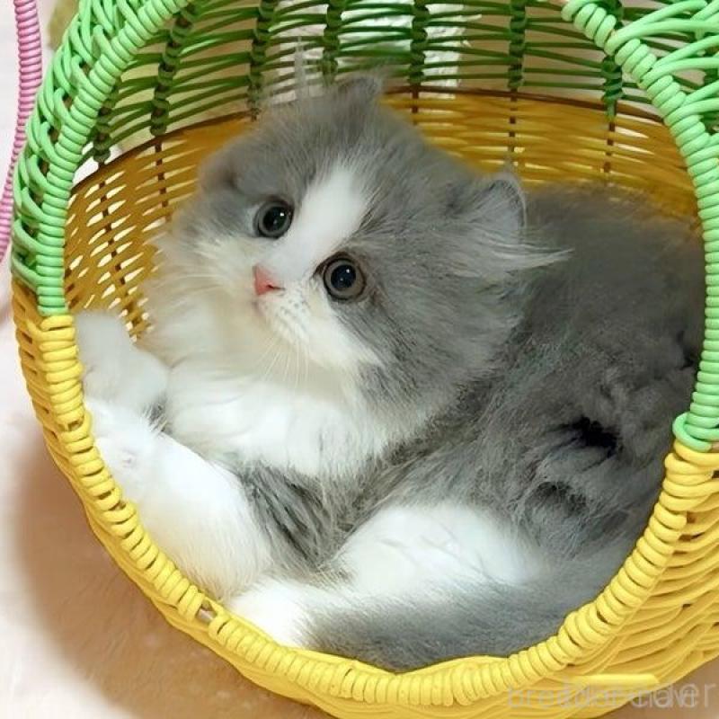 販売中の愛媛県のミヌエット-135090の3枚目