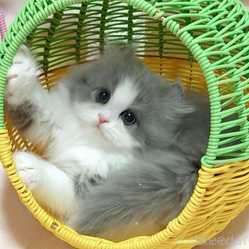 販売中の愛媛県のミヌエット-135090の2枚目