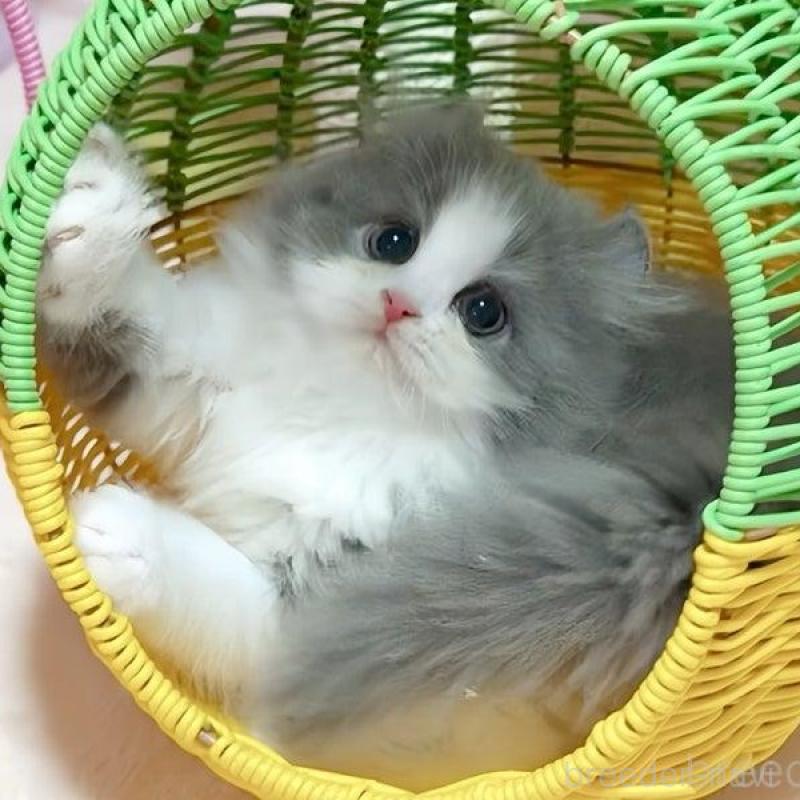 販売中の愛媛県のミヌエット-135090の1枚目