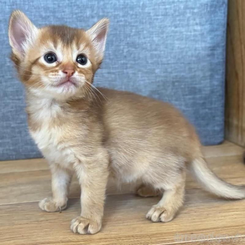 販売中の千葉県のソマリ-135092の4枚目