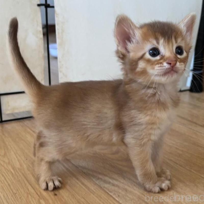 販売中の千葉県のソマリ-135092の3枚目