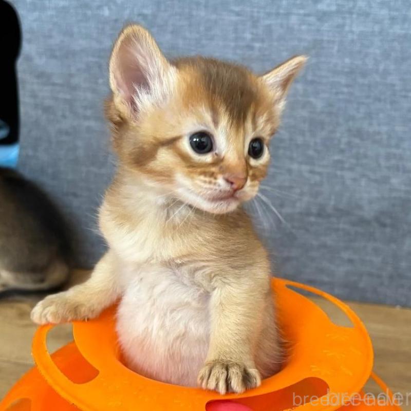 販売中の千葉県のソマリ-135092の1枚目