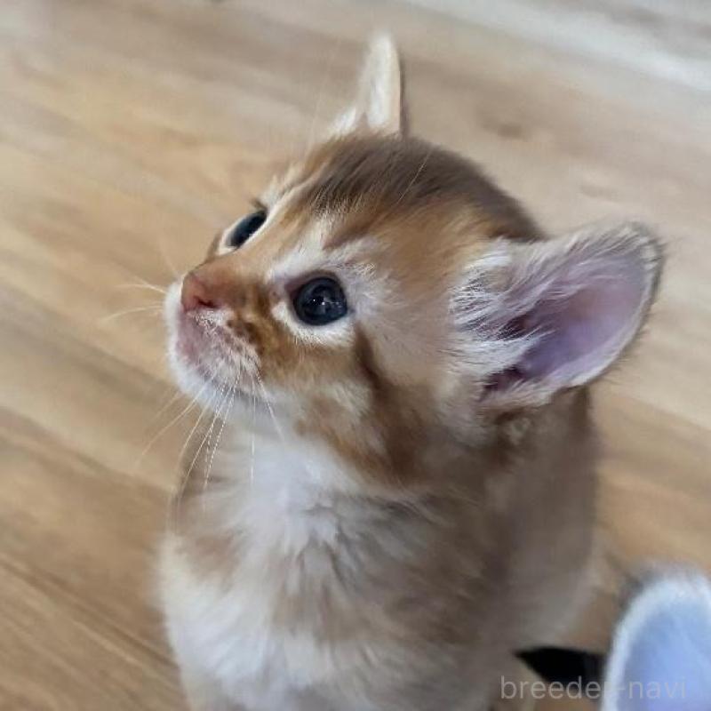 販売中の千葉県のソマリ-135092の2枚目