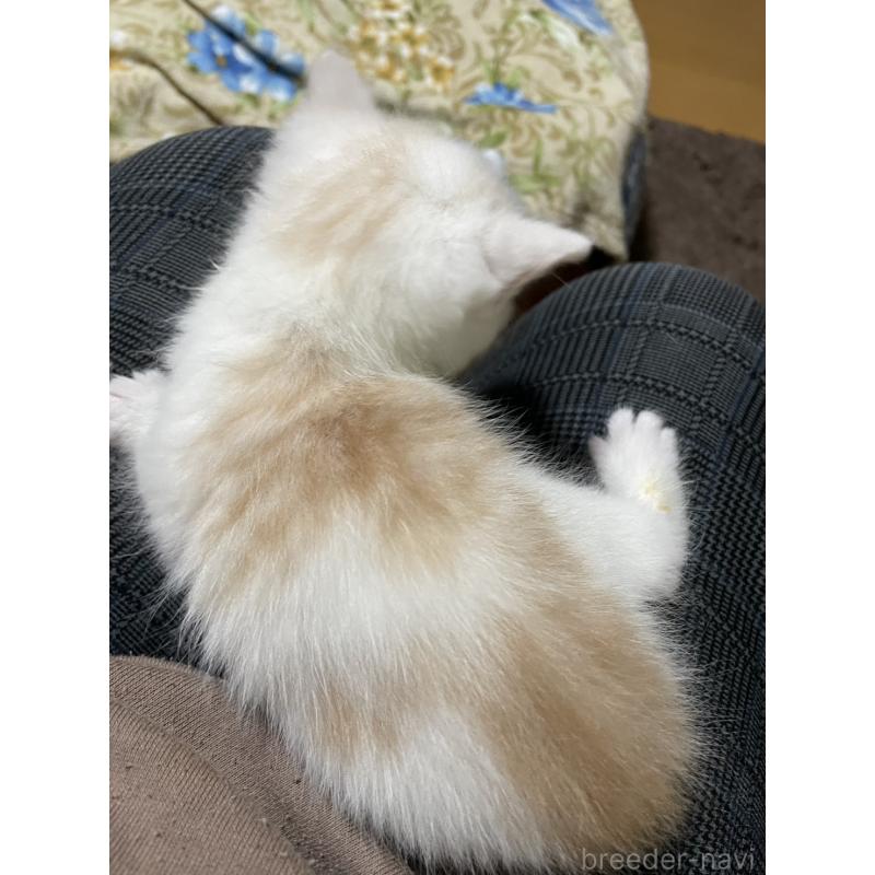 販売中の兵庫県のスコティッシュフォールド-135091の3枚目