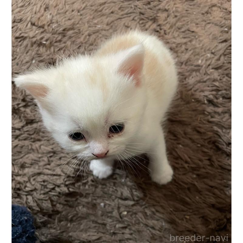 販売中の兵庫県のスコティッシュフォールド-135091の2枚目