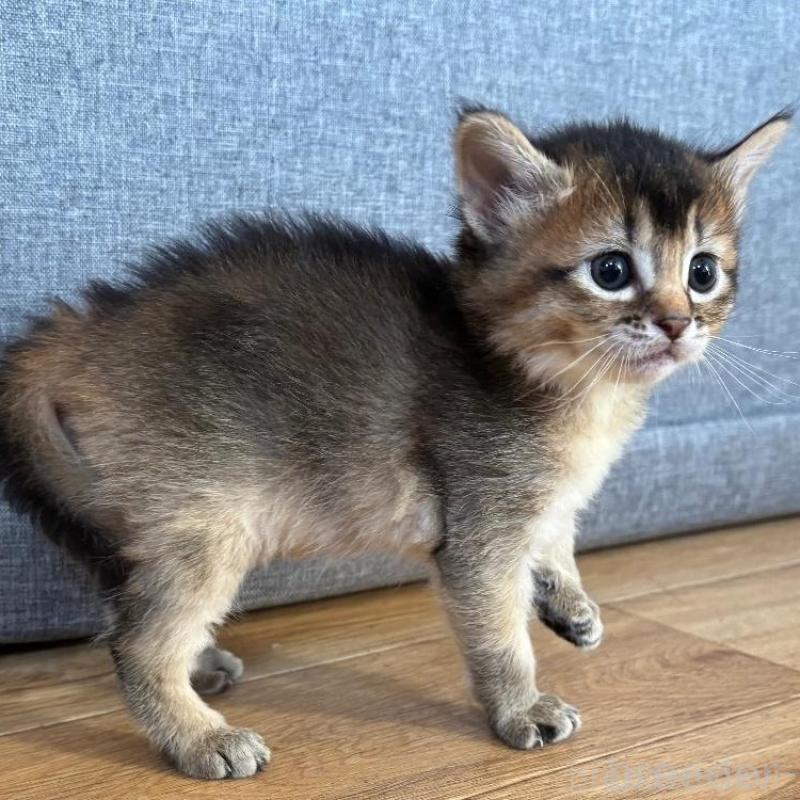 販売中の千葉県のソマリ-135093の7枚目