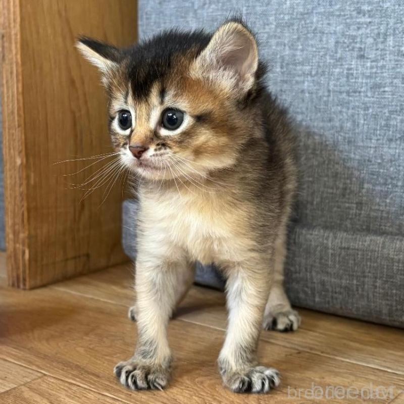 販売中の千葉県のソマリ-135093の6枚目