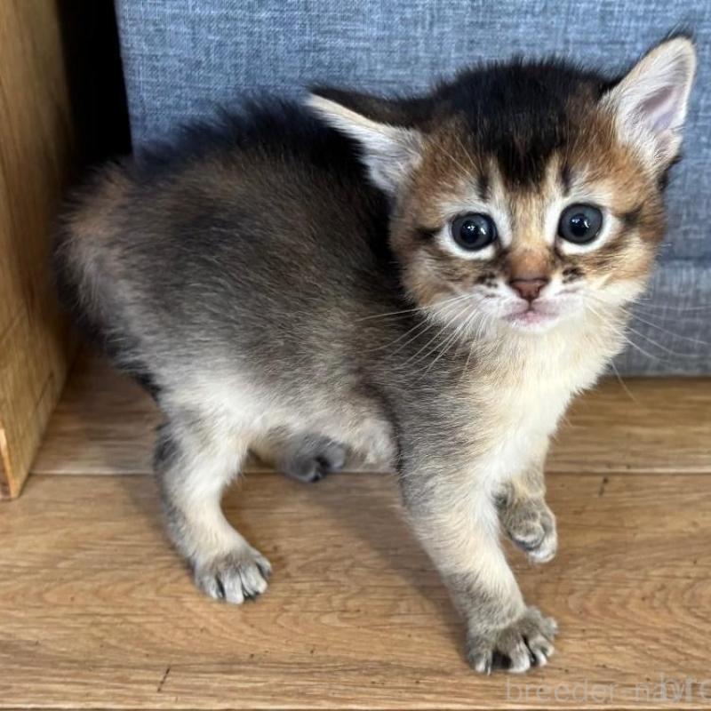 販売中の千葉県のソマリ-135093の5枚目