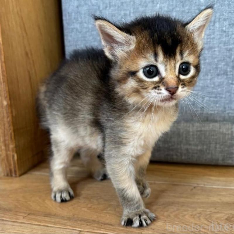 販売中の千葉県のソマリ-135093の4枚目