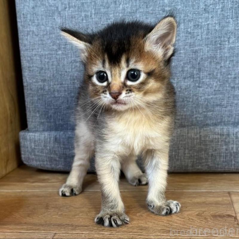 販売中の千葉県のソマリ-135093の3枚目