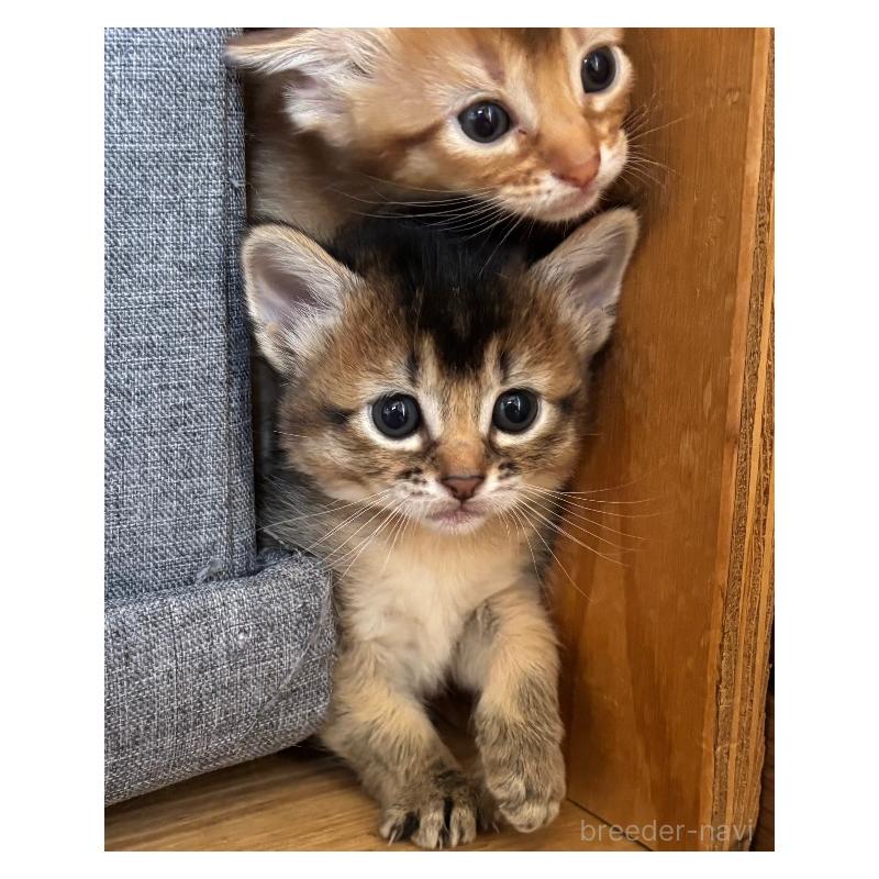 販売中の千葉県のソマリ-135093の2枚目