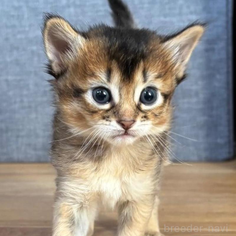 販売中の千葉県のソマリ-135094の1枚目