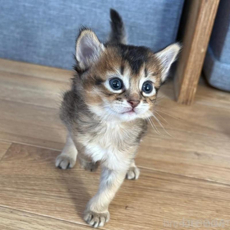 販売中の千葉県のソマリ-135094の6枚目