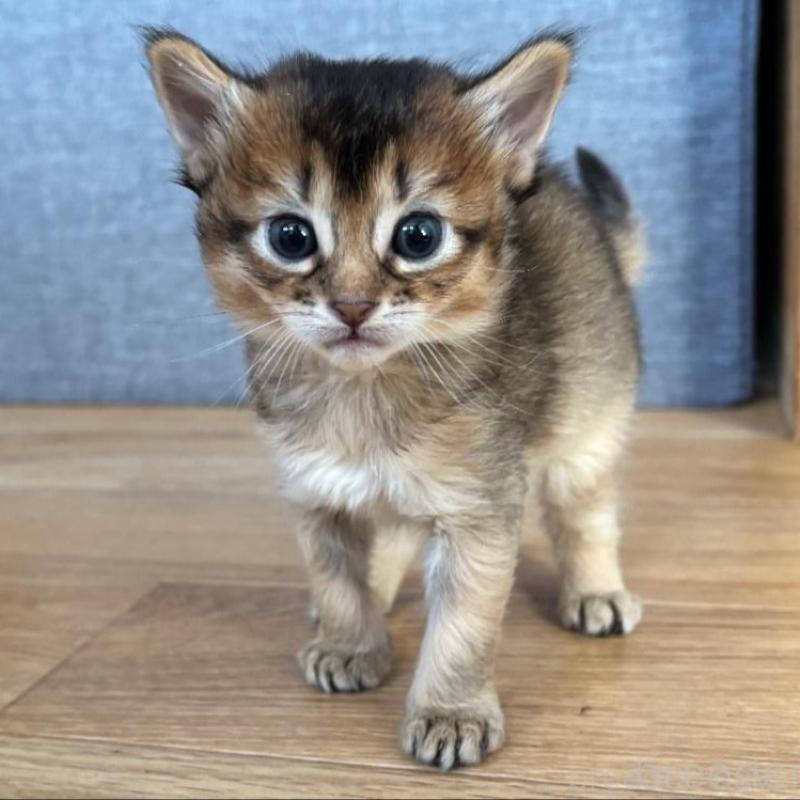 販売中の千葉県のソマリ-135094の4枚目