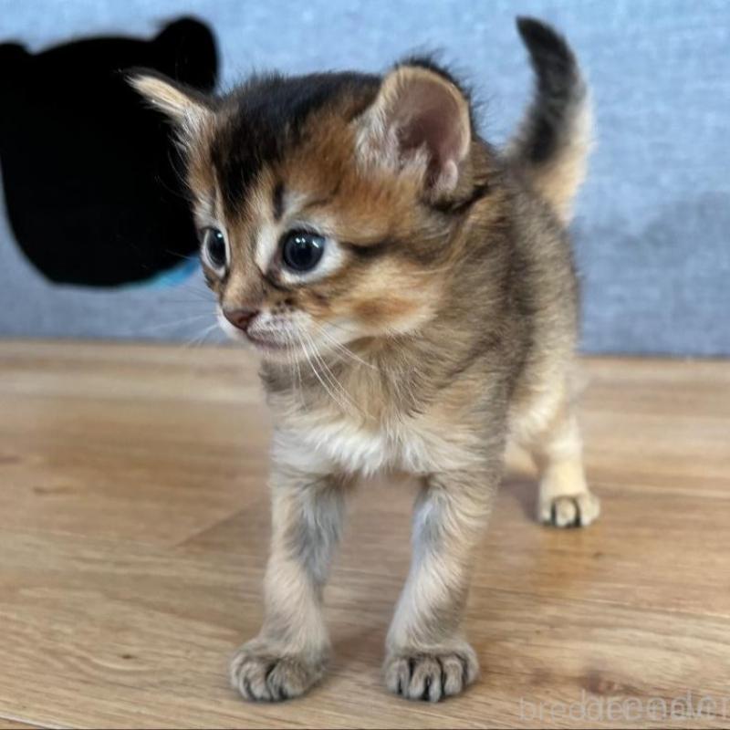 販売中の千葉県のソマリ-135094の3枚目