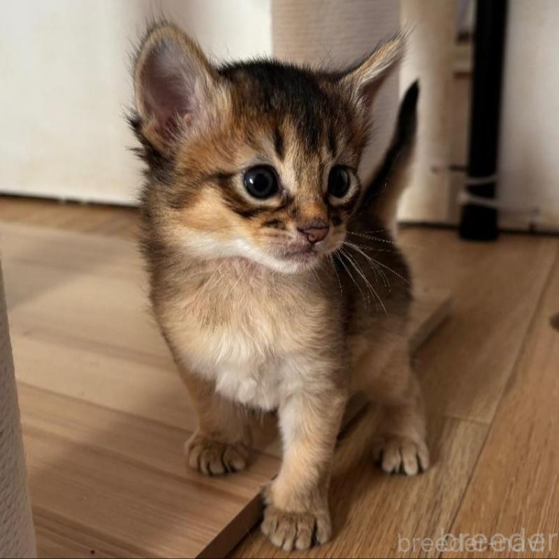 販売中の千葉県のソマリ-135095の6枚目