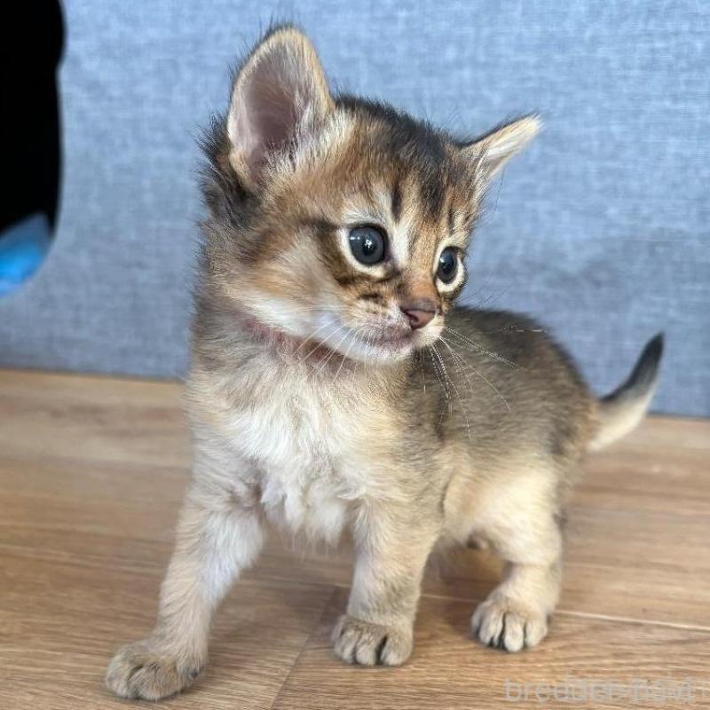 販売中の千葉県のソマリ-135095の4枚目