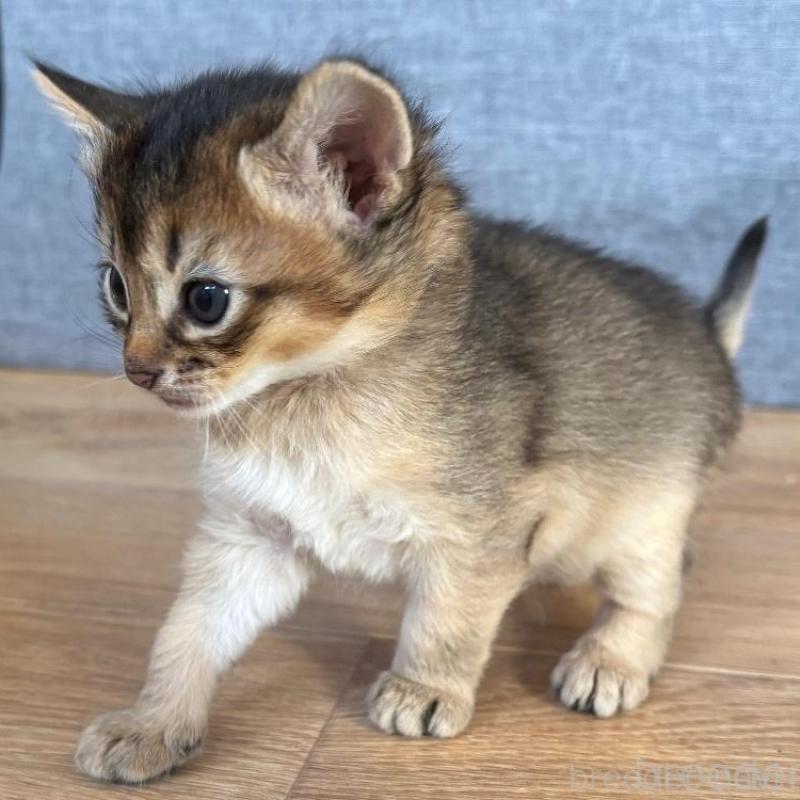 販売中の千葉県のソマリ-135095の3枚目