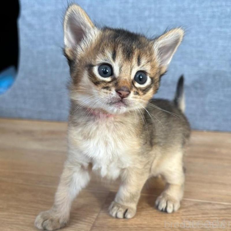 販売中の千葉県のソマリ-135095の2枚目