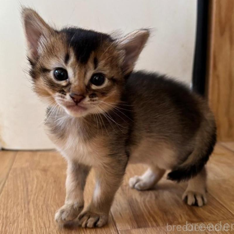 販売中の千葉県のソマリ-135096の6枚目