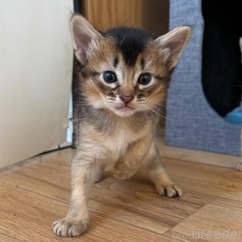 販売中の千葉県のソマリ-135096の5枚目