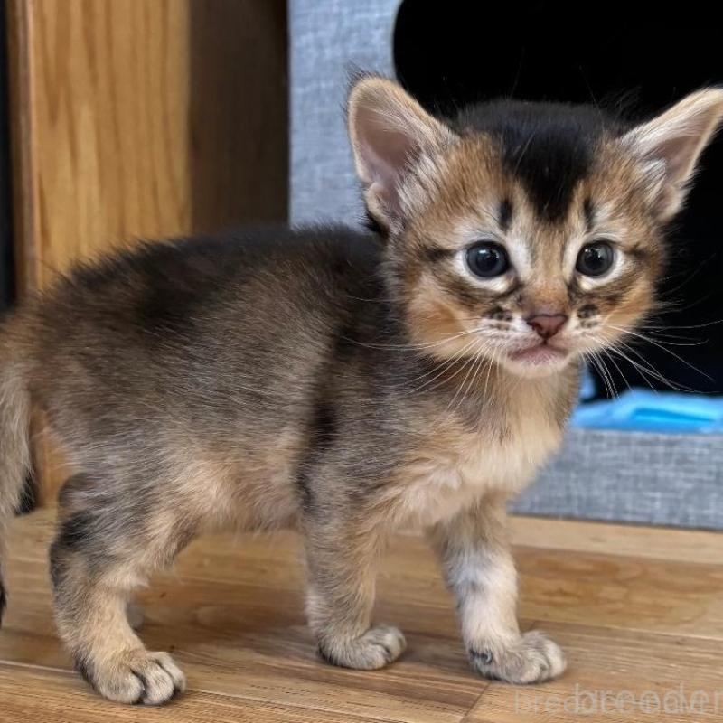 販売中の千葉県のソマリ-135096の4枚目