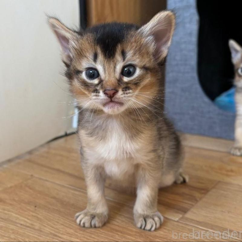 販売中の千葉県のソマリ-135096の3枚目