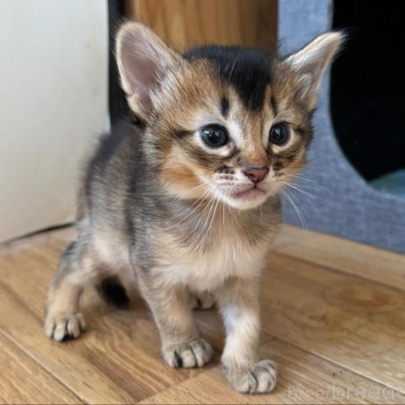 販売中の千葉県のソマリ-135096の2枚目