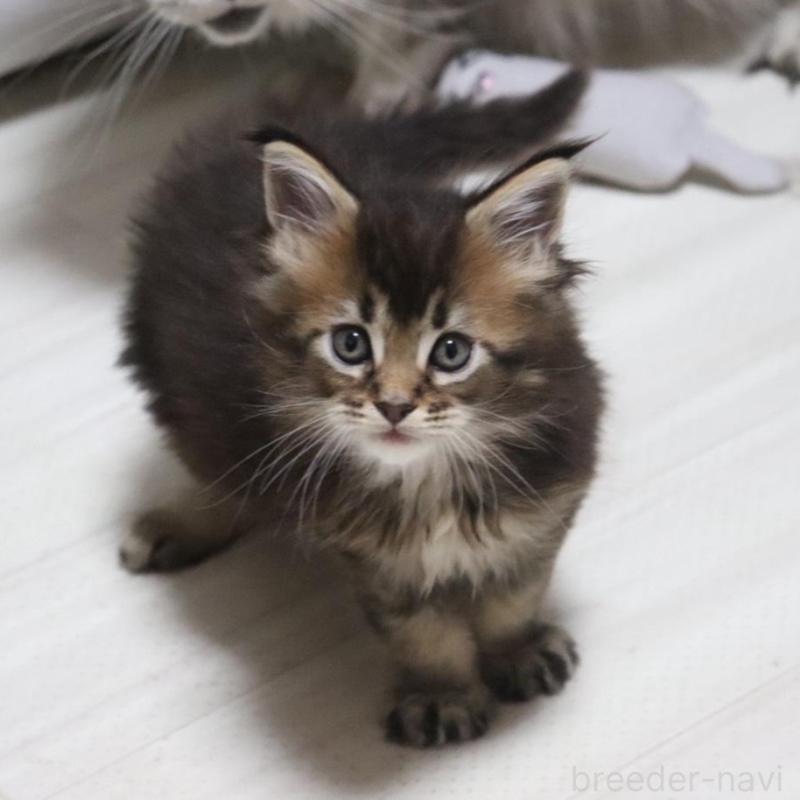 販売中の千葉県のメインクーン-135097の7枚目