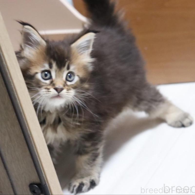 販売中の千葉県のメインクーン-135097の6枚目