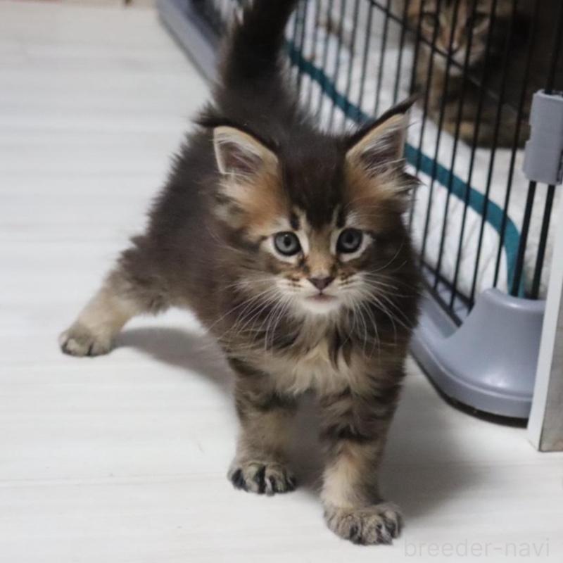 販売中の千葉県のメインクーン-135097の5枚目