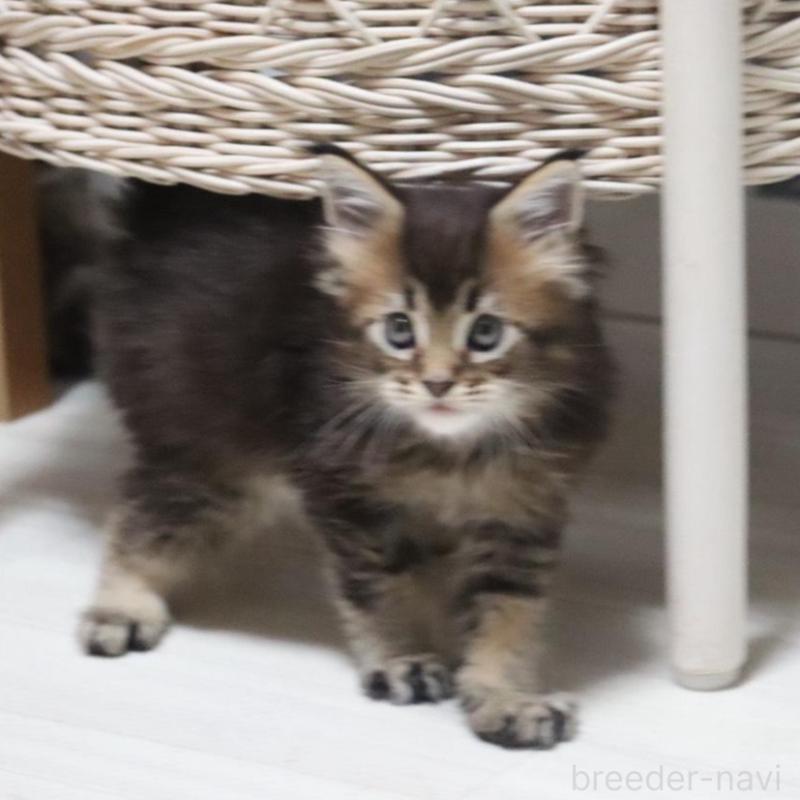 販売中の千葉県のメインクーン-135097の4枚目