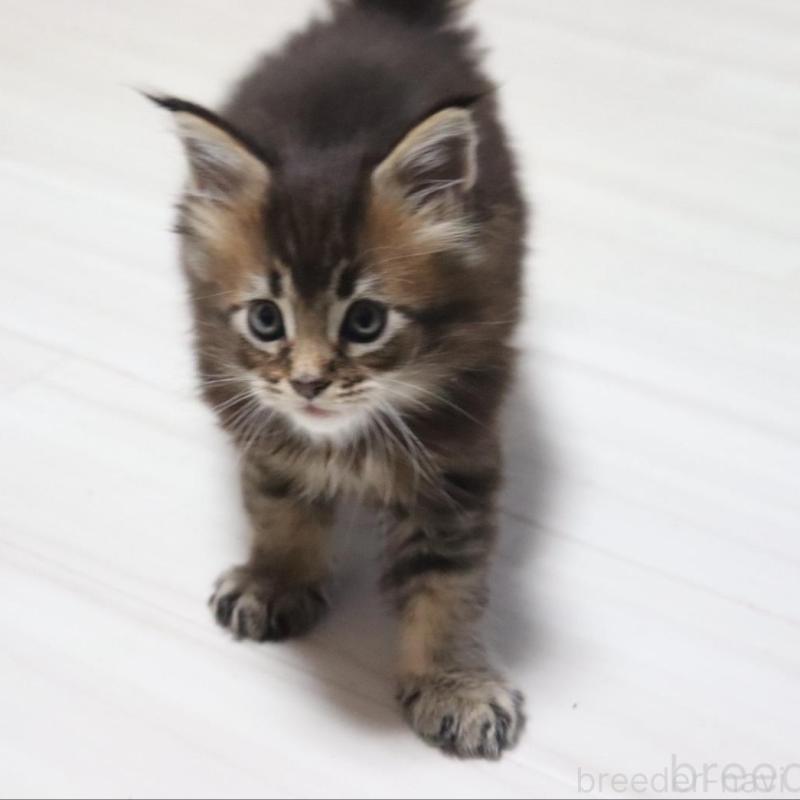 販売中の千葉県のメインクーン-135097の2枚目