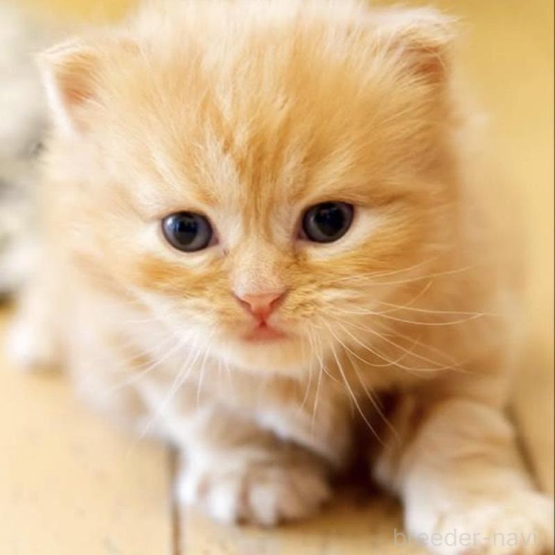 販売中の東京都のスコティッシュストレート-135098の2枚目