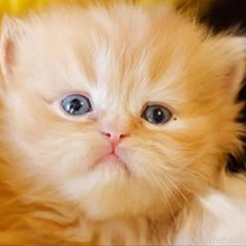 販売中の東京都のスコティッシュストレート-135098の1枚目