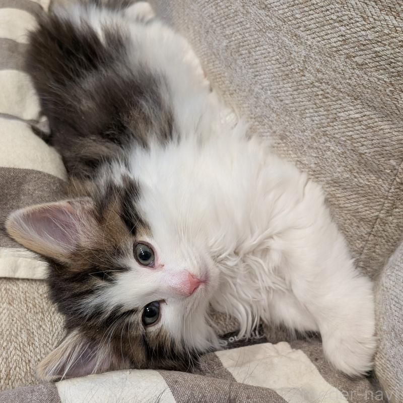 販売中の埼玉県のノルウェージャンフォレストキャット-134153