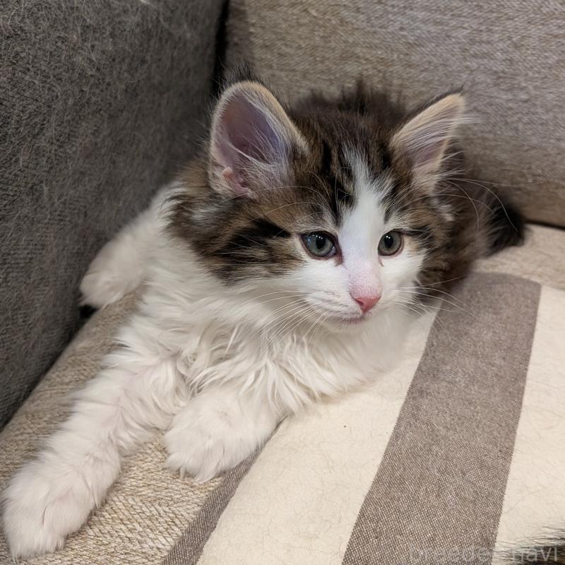 販売中の埼玉県のノルウェージャンフォレストキャット-134153の13枚目