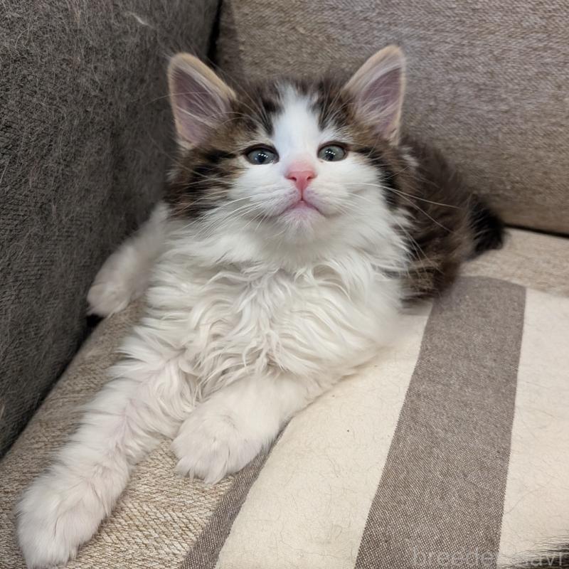 販売中の埼玉県のノルウェージャンフォレストキャット-134153の12枚目